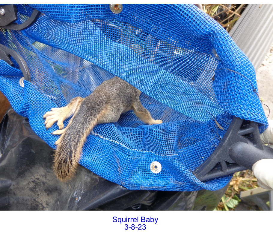 Squirrel-Nest-Baby-5