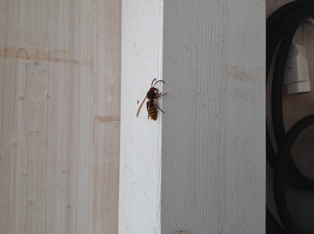 Männliche Geschlechtstiere 18. Sept. 2015 (7)