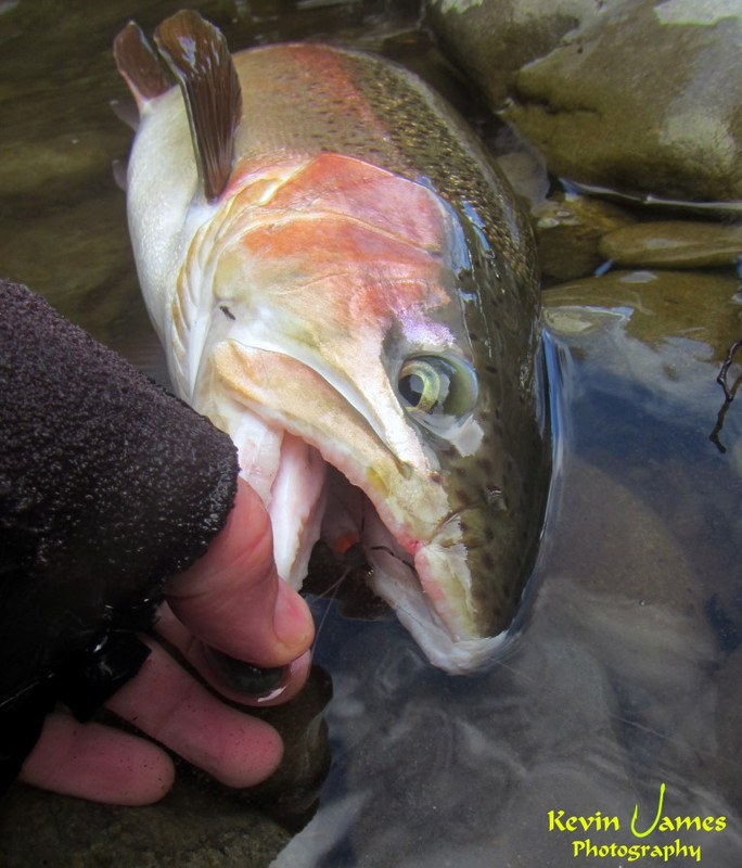 IMG_7725 (Medium) (2)