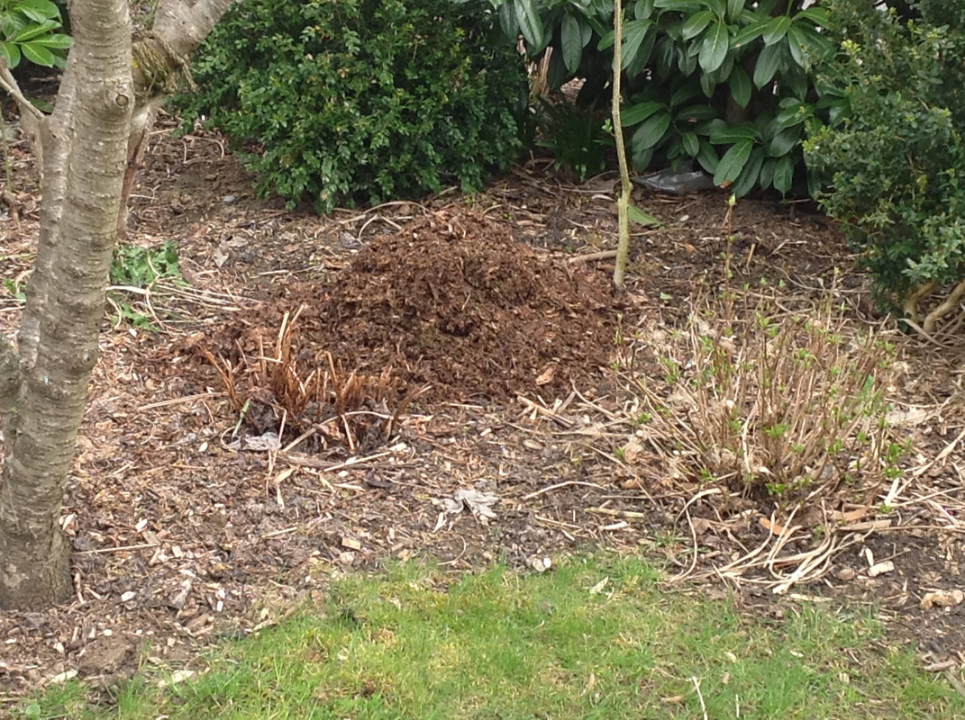 Bananen ausgepackt und Laub gemäht 2015 (3)
