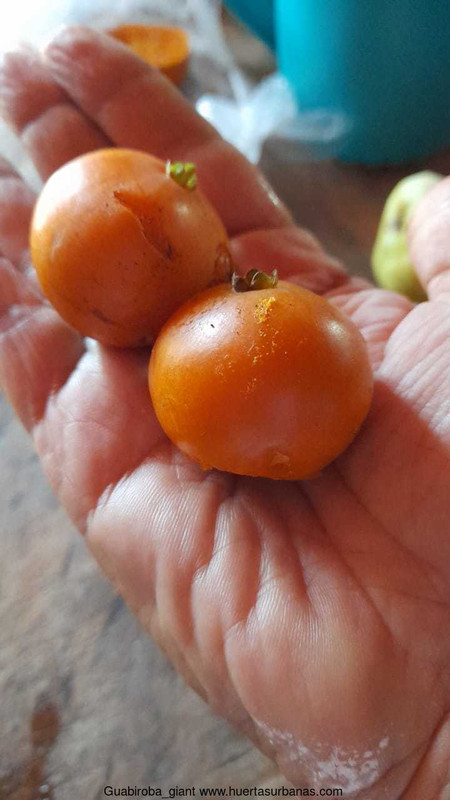 Huertasurbanas_com-guabiroba_giant_1.jpeg-20231101_114213Guabiroba_giant