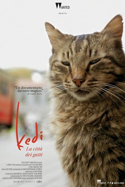 Kedi - La città dei gatti (2016) .avi DVDRip AC3 XviD - ITA