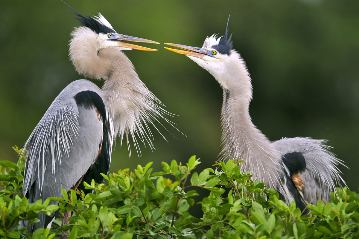 the Great Blue Heron Migrate