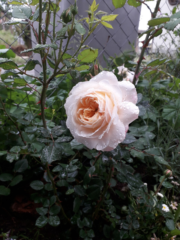 20190524_091951