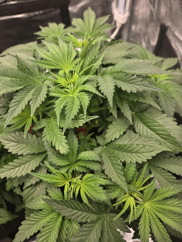 Messenger creation 68578D95 7018 494C 8BAD 275F020097DC