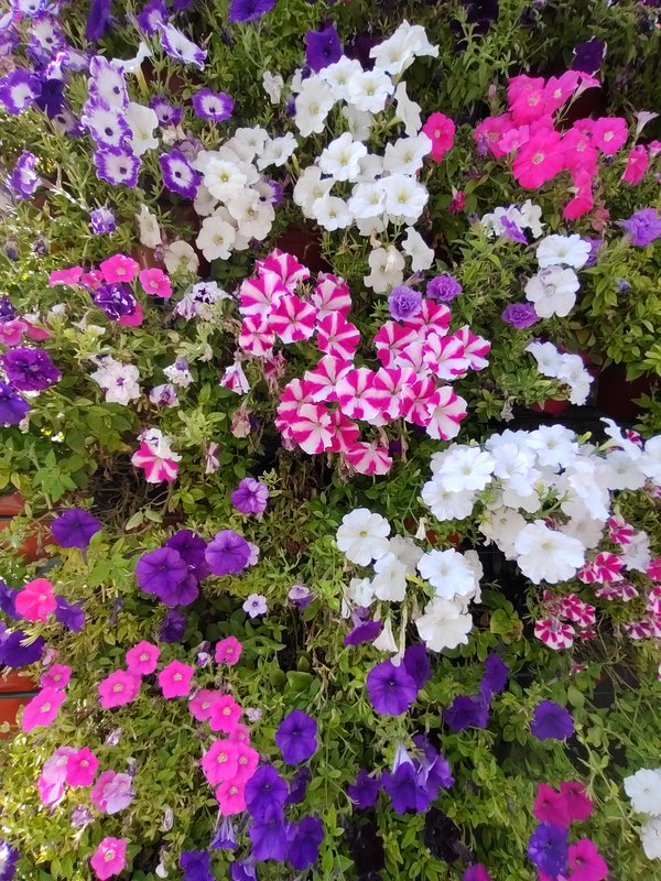 https://i.postimg.cc/mrLdNRwj/204-IMG-20240724-160658.jpg