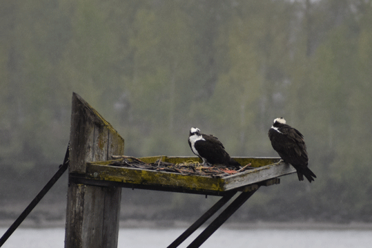 Osprey-Back.gif