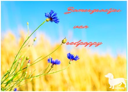 cornflower-5404185-640789.jpg