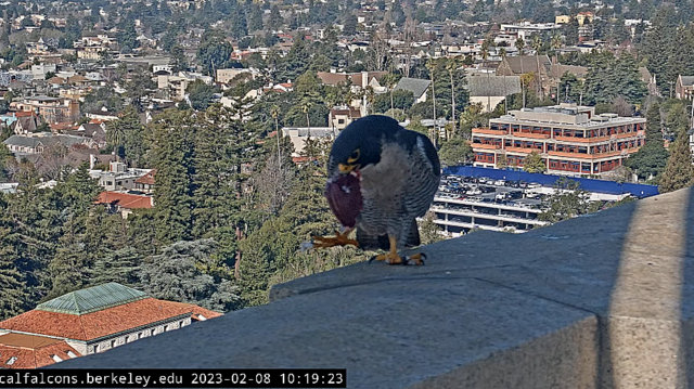 Berkeley Cal Falcons Przechwytywanie-w-trybie-pe-noekranowym-08-02-2023-192157
