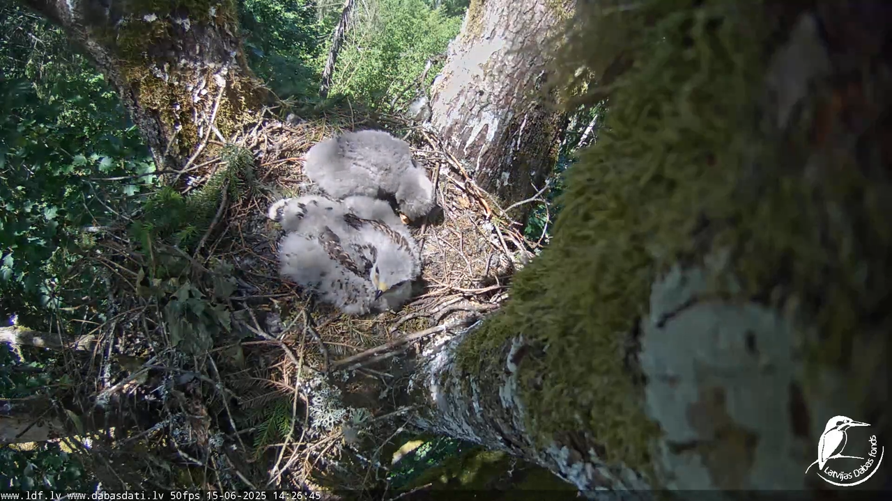 Melnās klijas (Milvus migrans) Kurzemē_ peļu klijāni (Buteo buteo) 12-33-15 screenshot