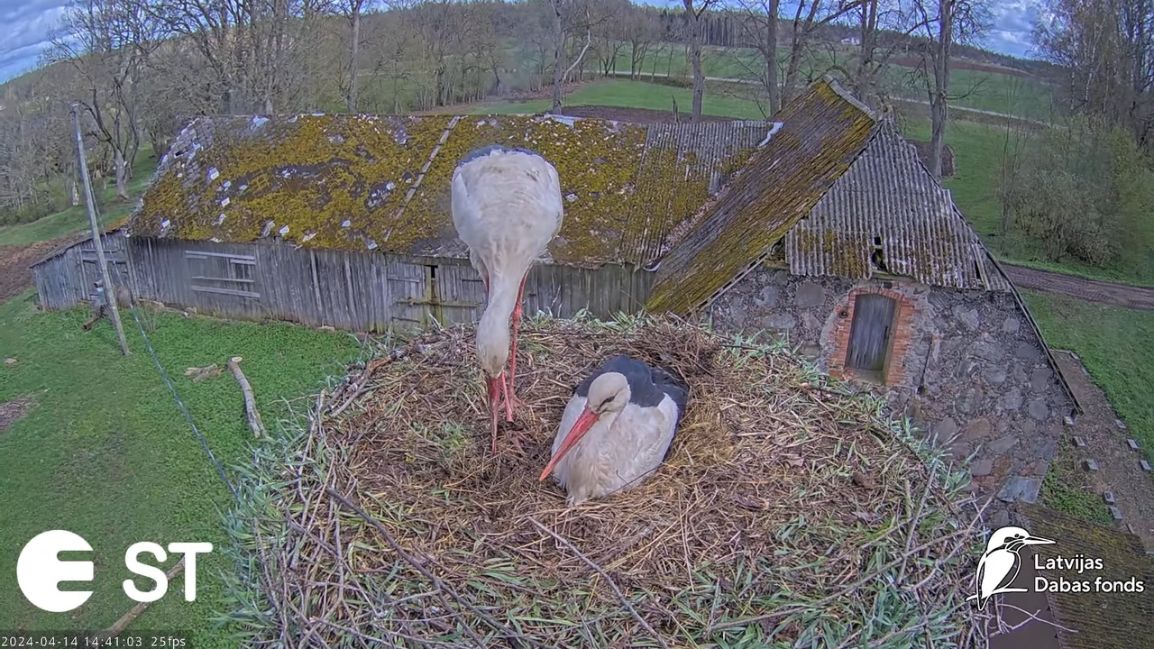 Baltie stārķi (Ciconia ciconia) Tukuma novadā - LDF tiešraide __ White storks in Tukums, Latvia 13-6