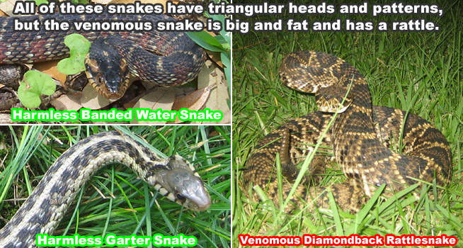 snake-removal.com