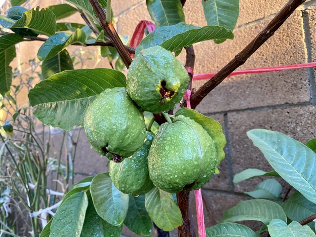 [Image: 18-C05327-B4-AE-4-DD8-B344-EFF06-D9-A9-E40.jpg]