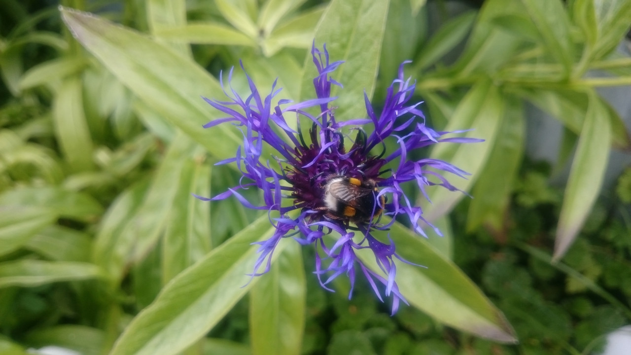 Аргентина (12)