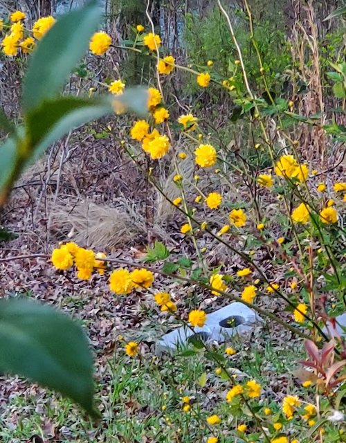 [Image: 20240324-Japanese-Roses.jpg]