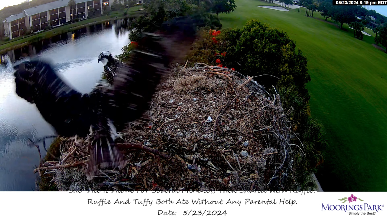 Moorings Park Osprey tiešraides straume Naples, FL tagad 4K kvalitātē 1-56-28 screenshot (2)