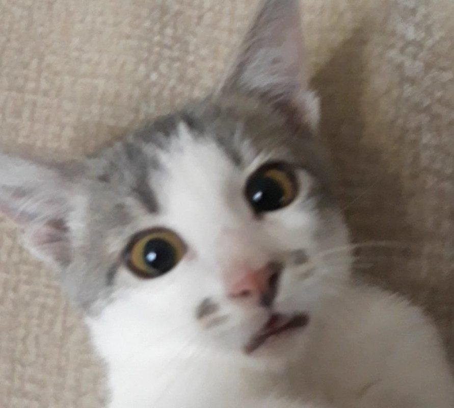 Кукуся _10_18_4