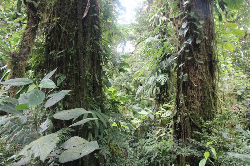 DE TORTUGAS Y PEREZOSOS. COSTA RICA 2019 - Blogs de Costa Rica - DIA 11: TIROLINAS EN MONTEVERDE Y TOUR NOCTURNO POR LA SELVA (15)