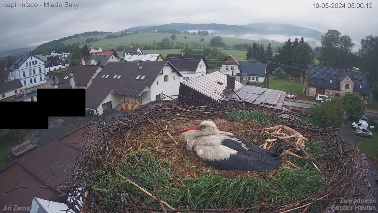 Živá kamera - Mladé Buky - čapí hnízdo 7-16-6 screenshot