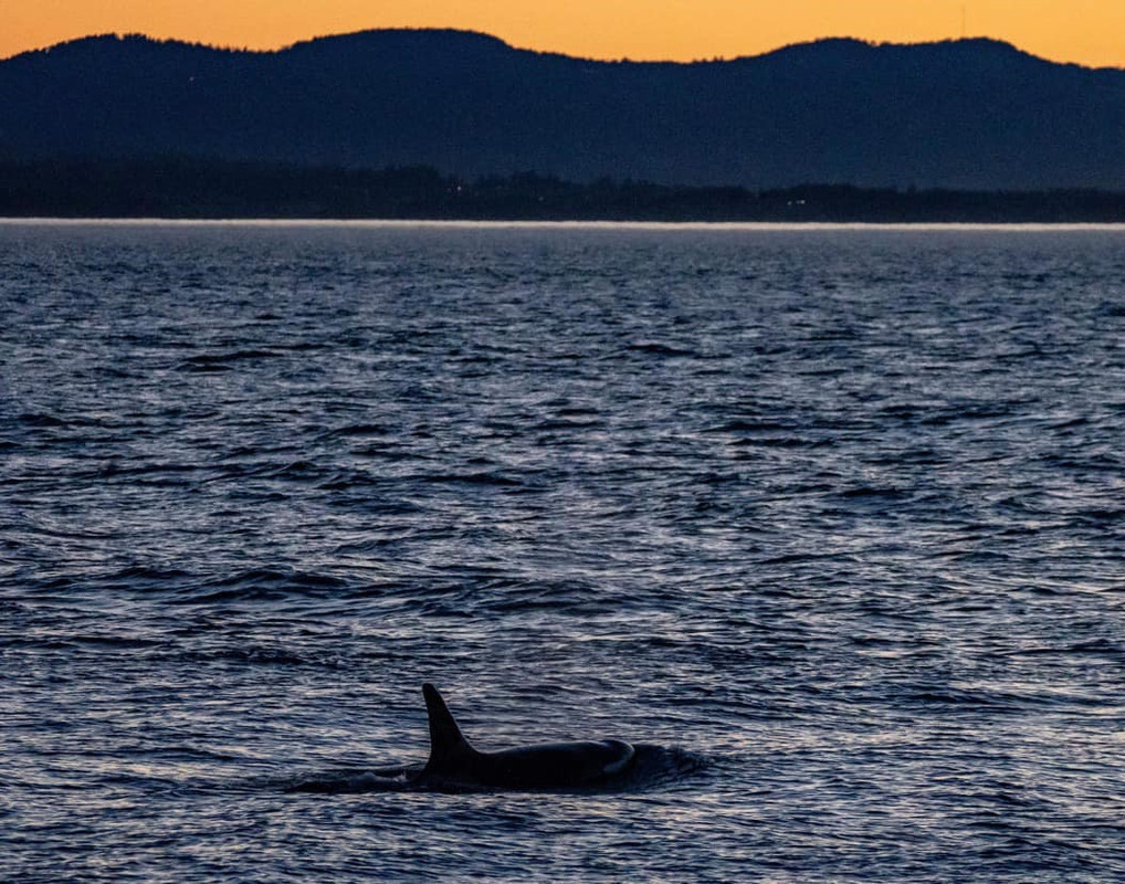 z L25 Ocean Sun. Photo by Sara Hysong-Shimazu