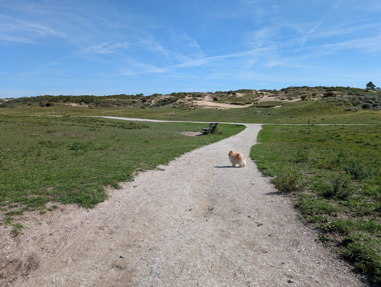 Трое в Амстердаме, не считая собаки. Переезд в Нидерланды.