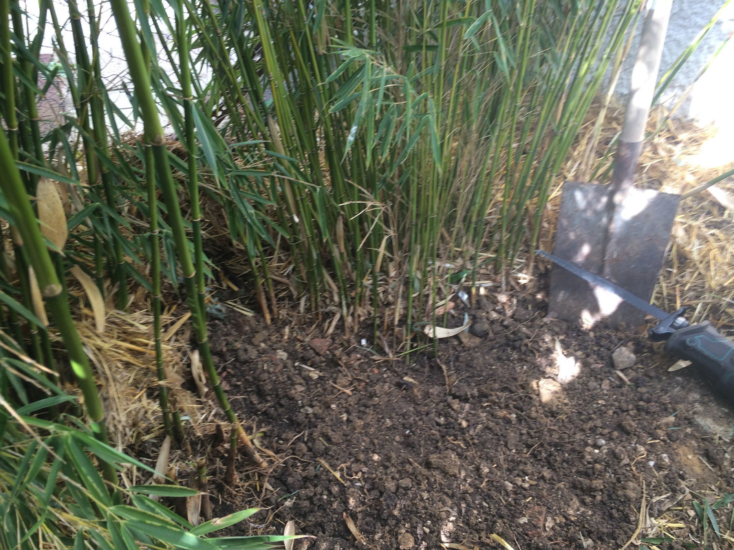 LE RESTE DE LA MOTTE APRÈS PONCTION