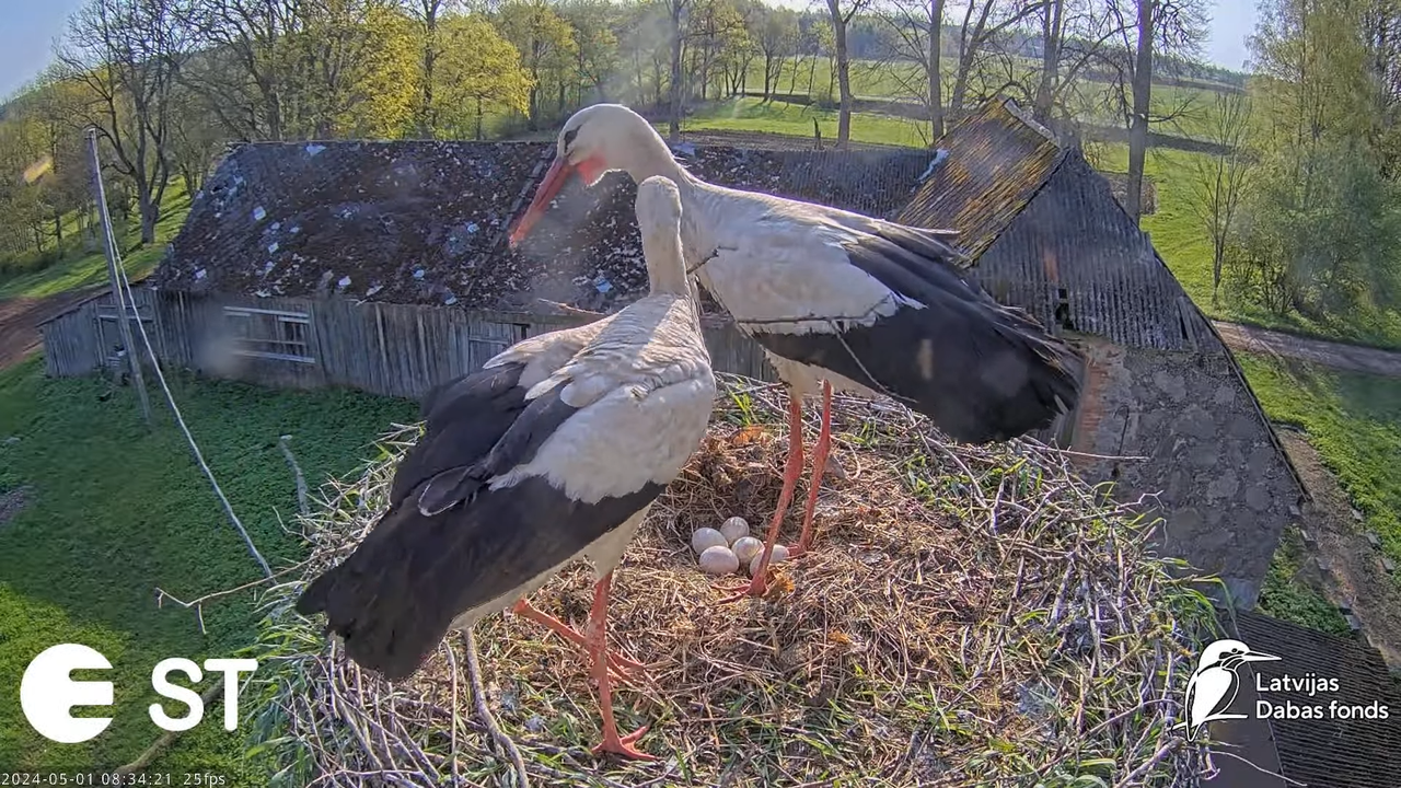 Baltie stārķi (Ciconia ciconia) Tukuma novadā - LDF tiešraide __ White storks in Tukums, Latvia 10-4