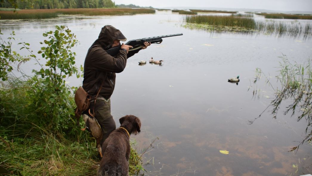 Охота на уток