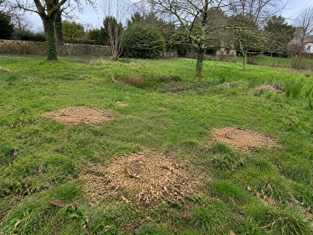Jardin dégagé après retrait souche pommier - Muzillac