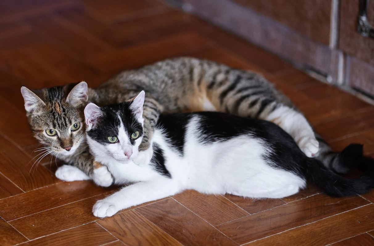 Изображение WhatsApp 2024-09-09 в 10.40.51_4194f11f