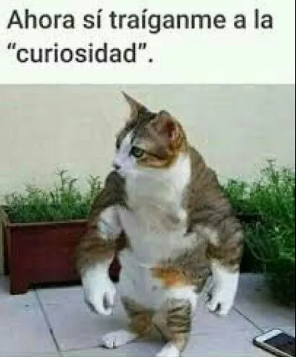 gatocuriosidad.png
