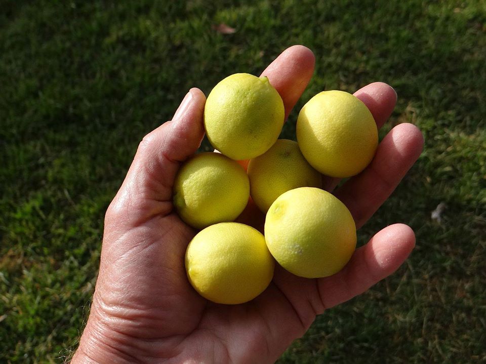 MexLimes