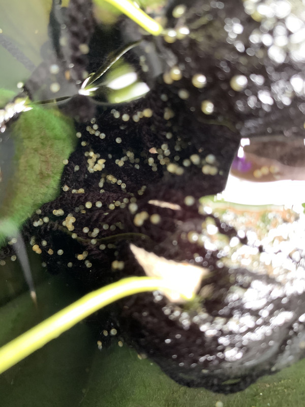 096D549A-D4DE-431A-B367-A7487C765392