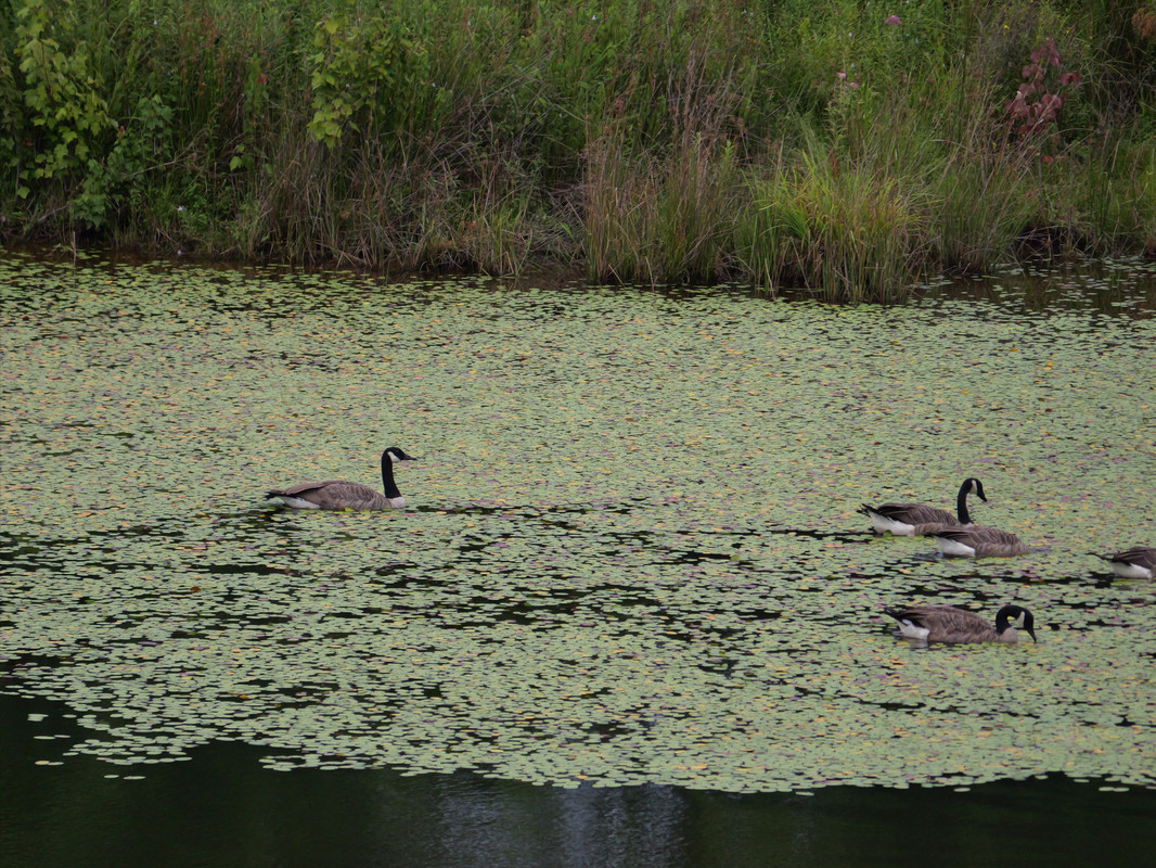 P1014664.jpg