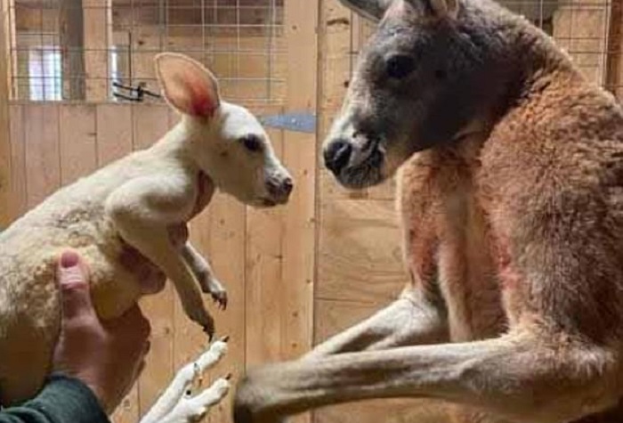 Bayi kanguru, bernama Cosmo, lahir di Animal Adventure Park di Harpursville dengan kondisi langka yang dikenal sebagai leucism.
