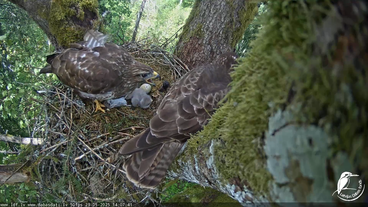 Melnās klijas (Milvus migrans) Kurzemē_ peļu klijāni (Buteo buteo) 17-20-39 screenshot