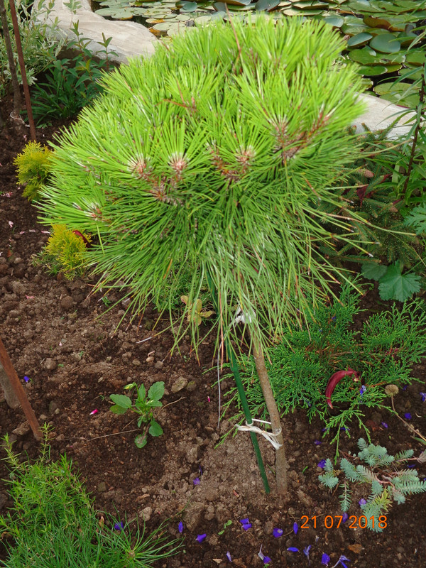 сосна на штамбе