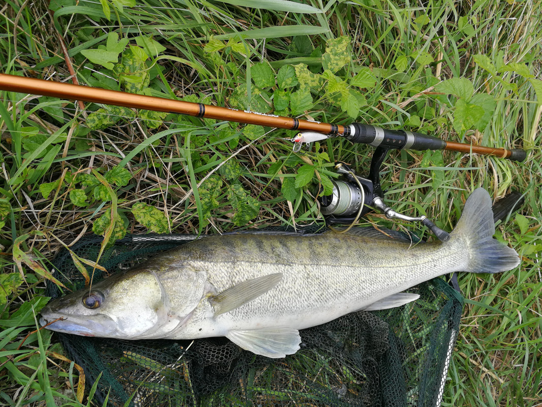 Smuđ 1 - 3.8.2020. 64cm 2.2kg vodostaj 118cm