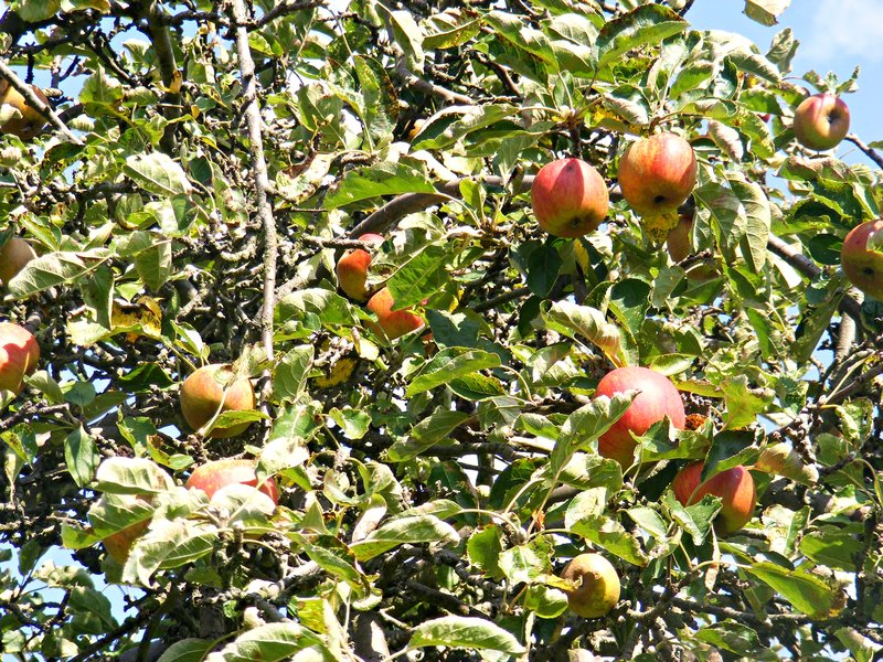autumn-apples.jpg