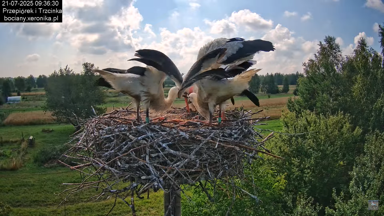 21072025bociany27