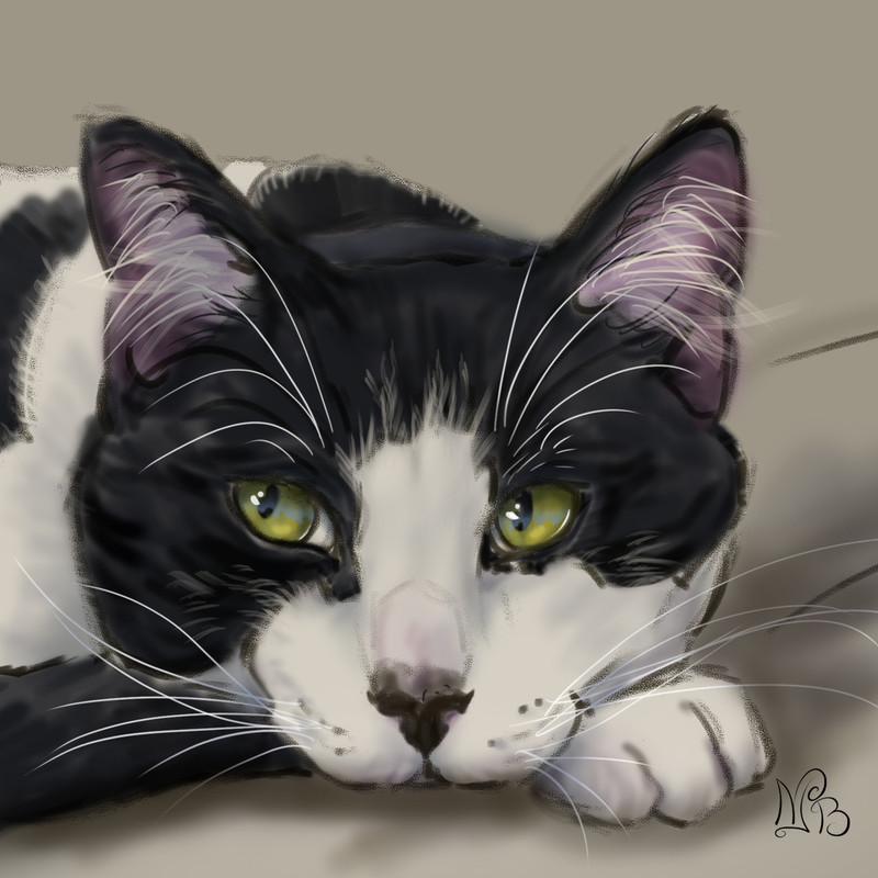13879256-catnamedstanley-2