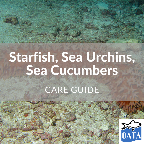 OATA Guide to Starfish...- Lincs Aquatics