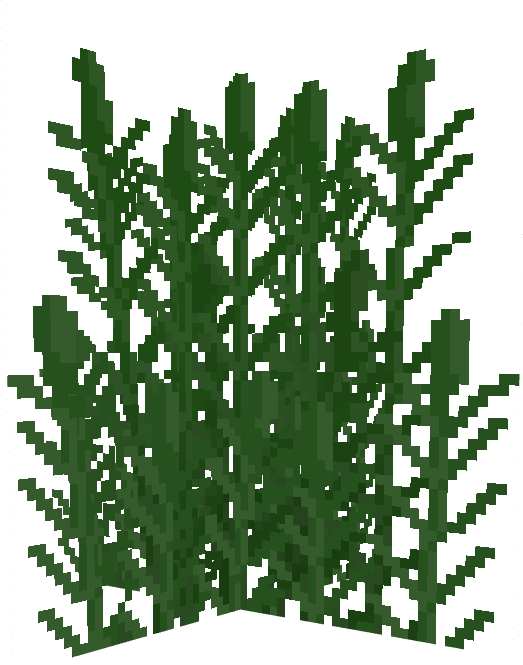 Phragmites sp.