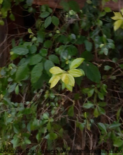 Huertasurbanas_com-san_ignacio_2.jpg-20211003_164956Jaboticaba_San_Ignacio