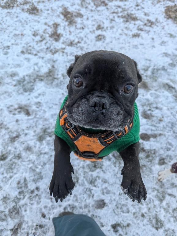 Happy Dog