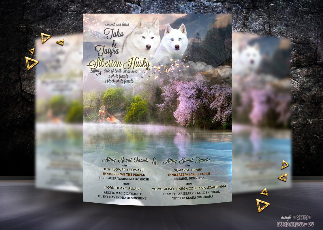 презент тахо тайра1