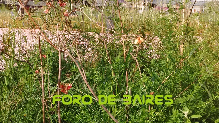 fotoplazaclemente90