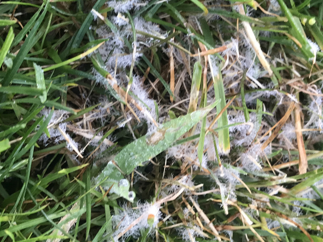 Any Idea what this white fuzz is that's taking over? Lawn Care Forum