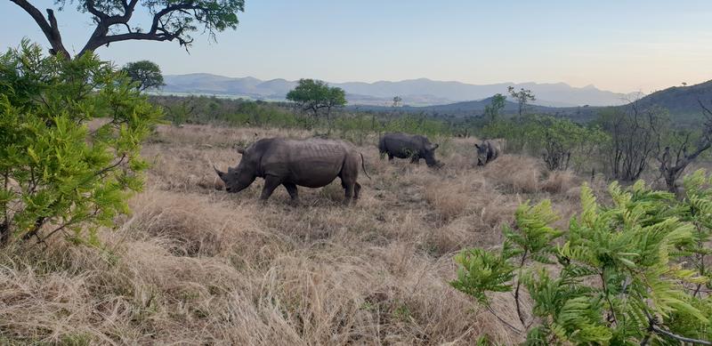 DÍA 7:  KRUGER (Berg-en-Dal) - Sudáfrica y Seychelles 2018 -  Una Honeymoon llena de vida (17)