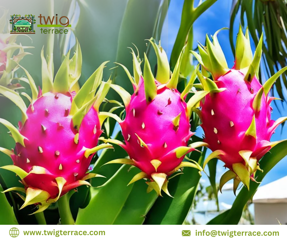 Inba, 555 PM Inb (1)